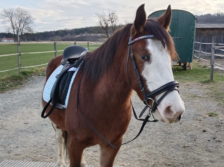 American Paint Horse Mix Gelding 7 years 13.3 hh Bay-Dark in KLOSTERMARIENBERG