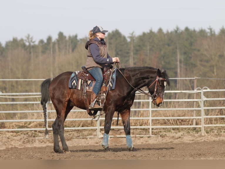 American Paint Horse Gelding 7 years 14.2 hh Brown in Varel JethausenVarel