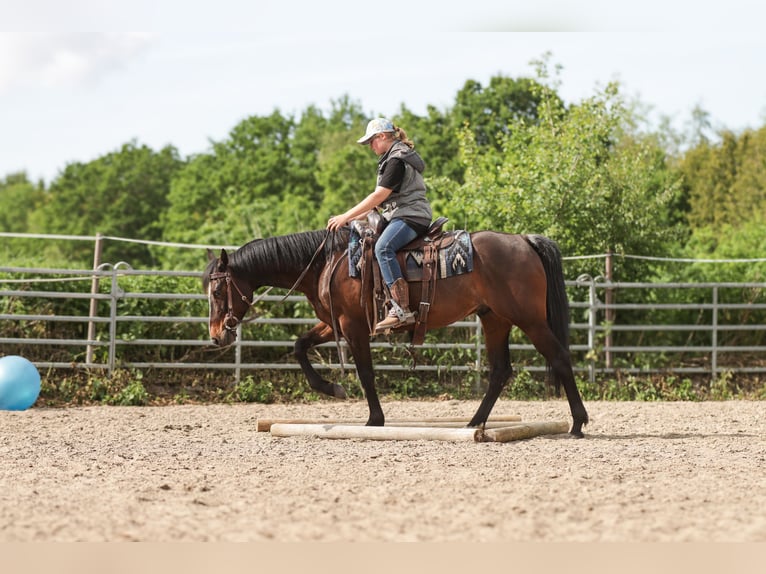 American Paint Horse Gelding 7 years 14.2 hh Brown in Varel JethausenVarel