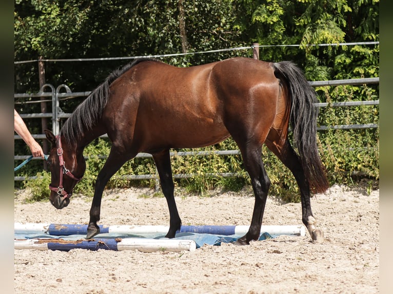 American Paint Horse Gelding 7 years 14.2 hh Brown in Varel JethausenVarel
