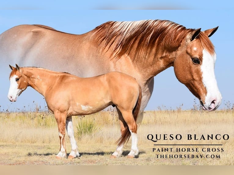 American Paint Horse Mix Gelding 7 years 14.2 hh Palomino in Amarillo, TX