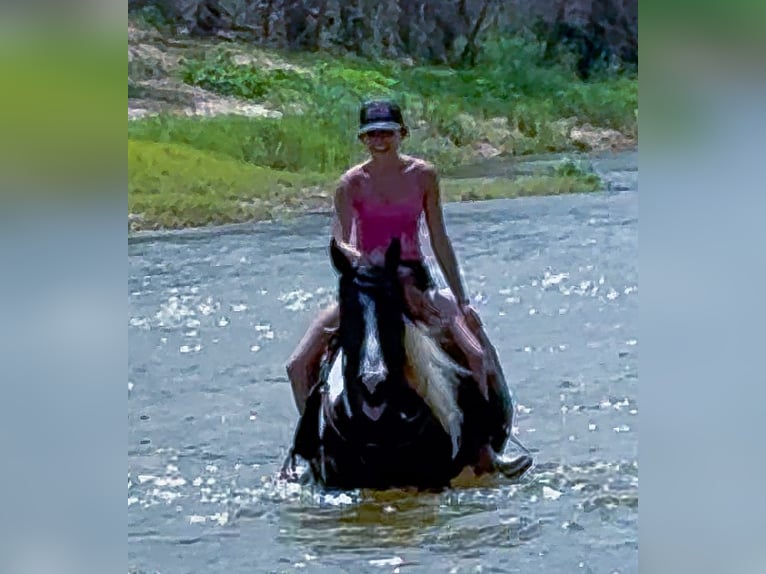 American Paint Horse Gelding 7 years 14,2 hh Pinto in Weatherford
