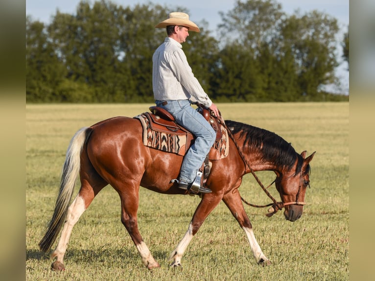 American Paint Horse Gelding 7 years 14.2 hh Tobiano-all-colors in Monheim