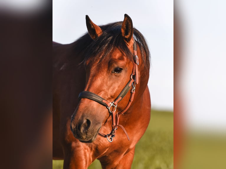 American Paint Horse Gelding 7 years 14.2 hh Tobiano-all-colors in Monheim