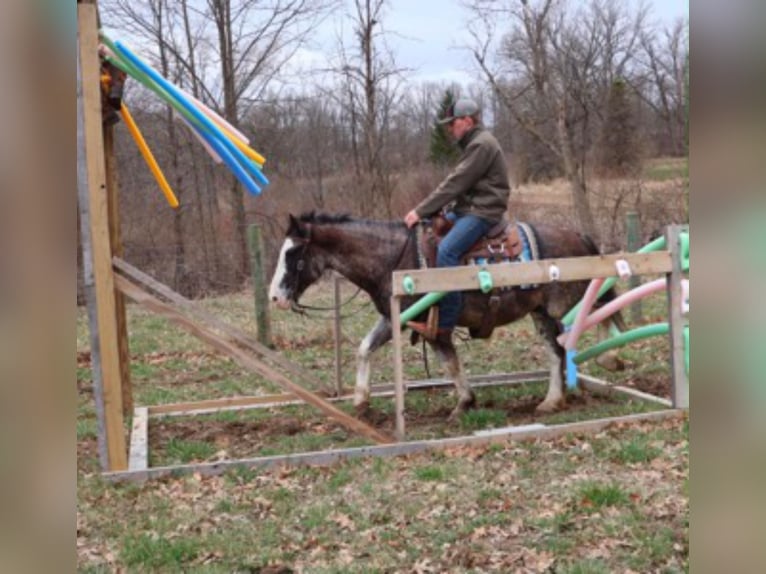 American Paint Horse Gelding 7 years 14 hh Roan-Blue in Howell