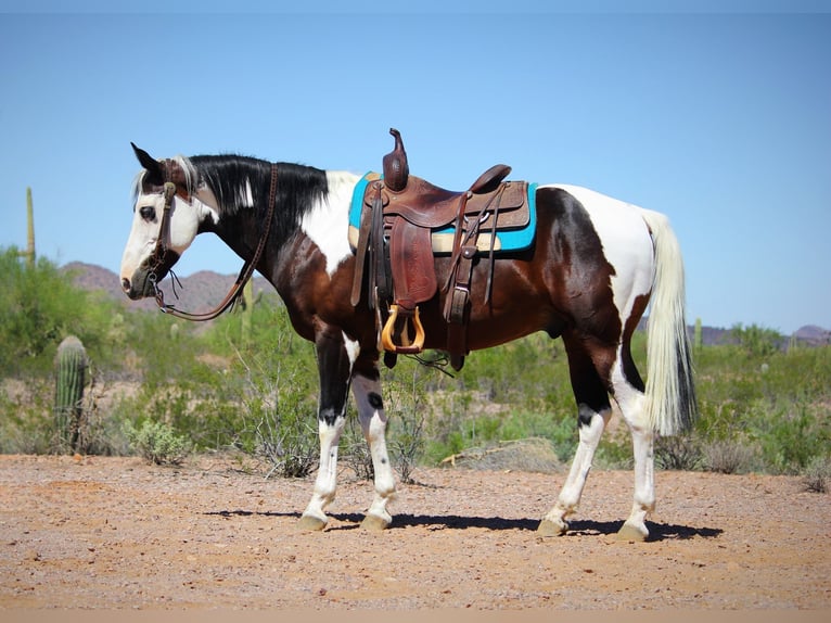 American Paint Horse Gelding 7 years 14,2 hh Pinto in Marana