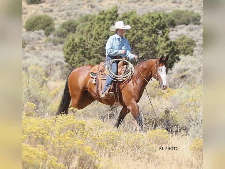 American Paint Horse Gelding 7 years 14,3 hh Bay in Menan, ID