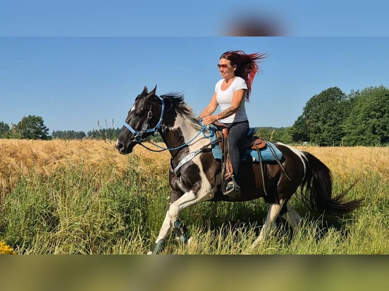 American Paint Horse Mix Gelding 7 years 15.1 hh Pinto in Linkenbach