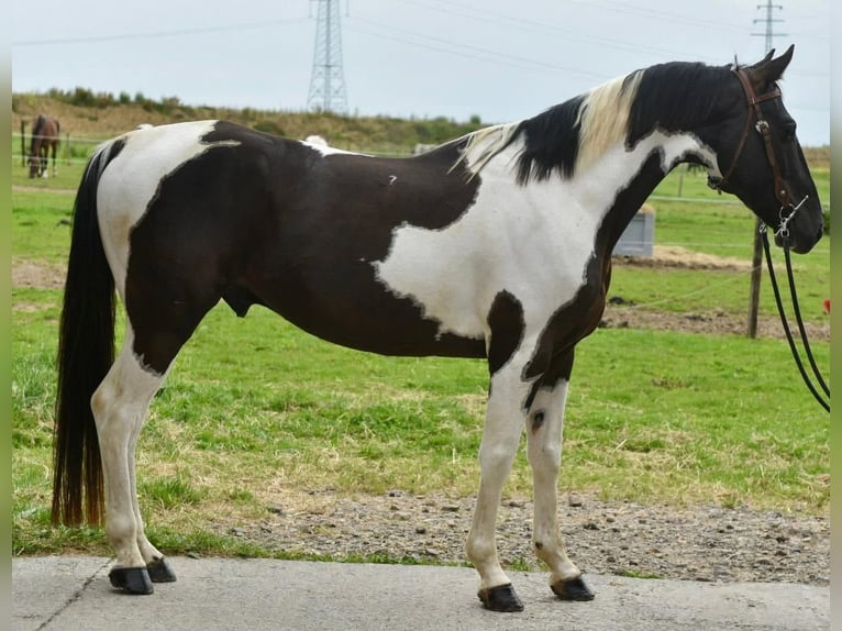 American Paint Horse Mix Gelding 7 years 15.1 hh Pinto in Linkenbach