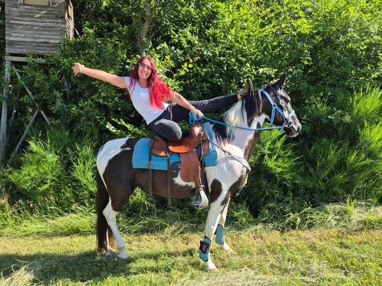 American Paint Horse Mix Gelding 7 years 15.1 hh Pinto in Linkenbach