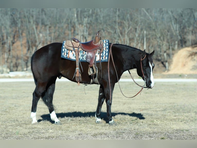 American Paint Horse Gelding 7 years 15.2 hh Black in Purdy