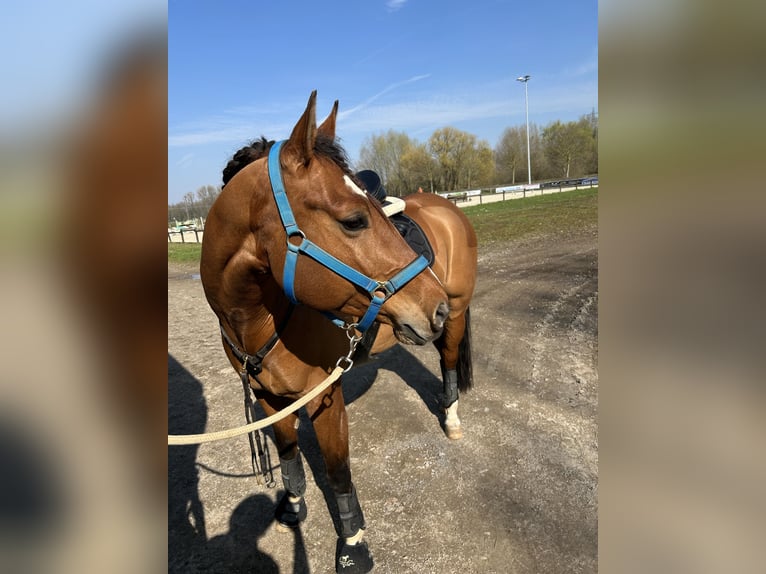 American Paint Horse Gelding 7 years 15.2 hh Brown in Grefrath