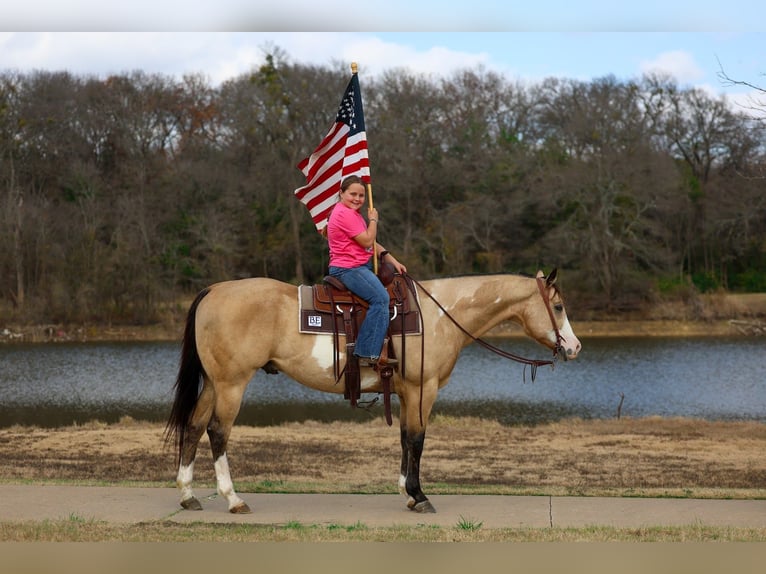 American Paint Horse Gelding 7 years 15.2 hh Buckskin in Forney
