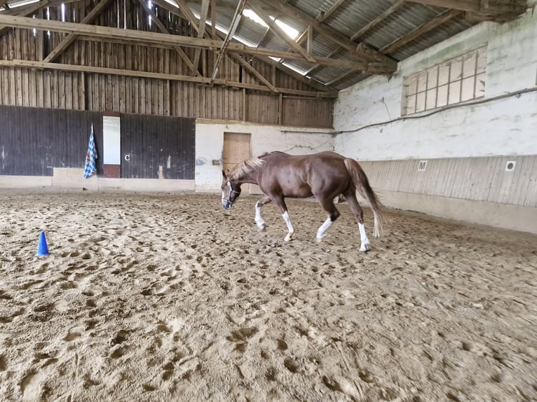 American Paint Horse Gelding 7 years 15.2 hh Chestnut-Red in Landshut