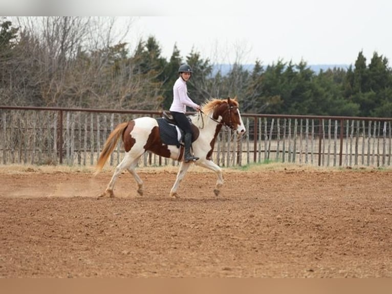 American Paint Horse Gelding 7 years 15.2 hh Pinto in Ripley