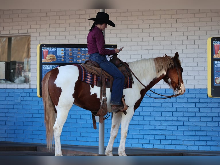 American Paint Horse Gelding 7 years 15.2 hh Pinto in Ripley