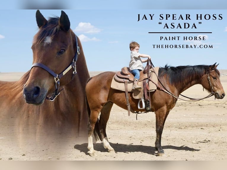 American Paint Horse Gelding 7 years 15.3 hh Bay in Littleton, CO