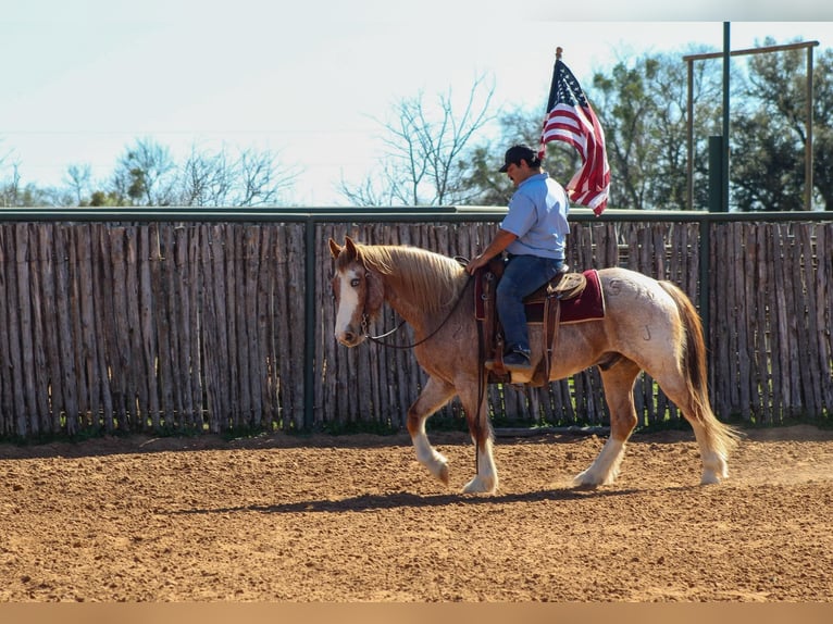 American Paint Horse Gelding 7 years 15 hh Roan-Red in Stephenville TX