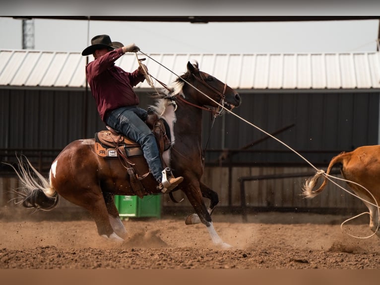 American Paint Horse Gelding 7 years 15 hh Tobiano-all-colors in Congress