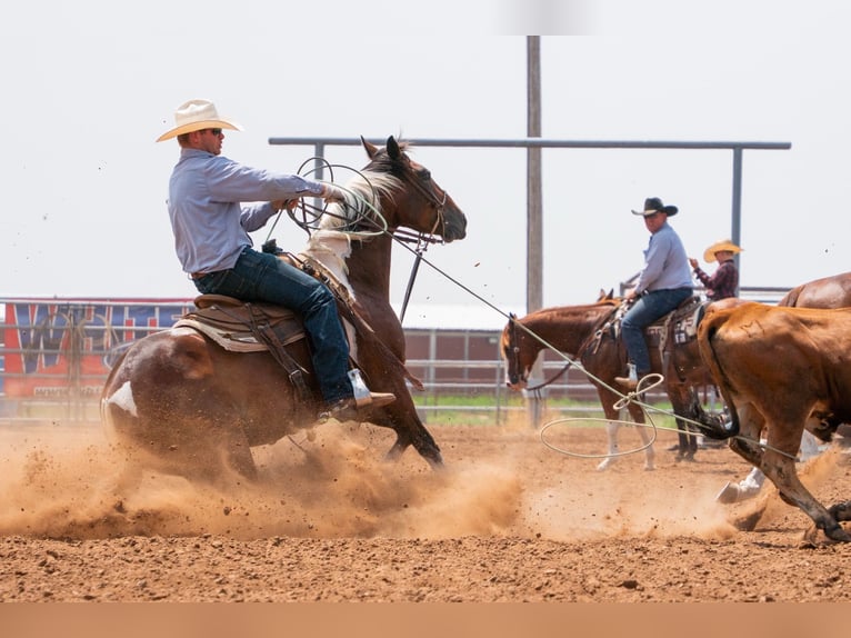 American Paint Horse Gelding 7 years 15 hh Tobiano-all-colors in Congress
