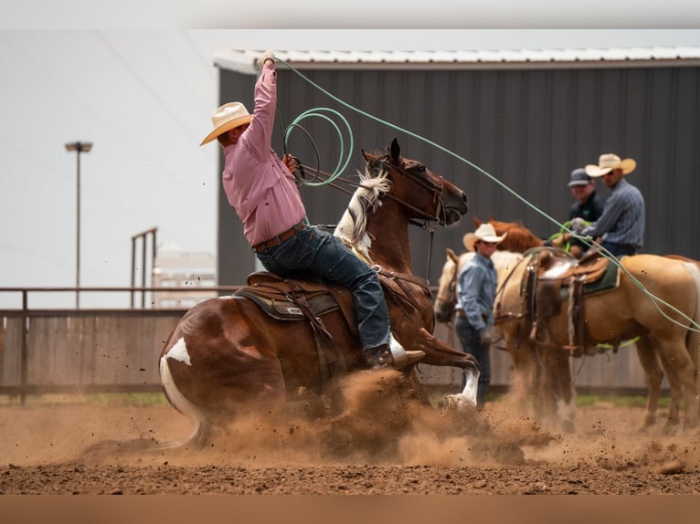 American Paint Horse Gelding 7 years 15 hh Tobiano-all-colors in Congress