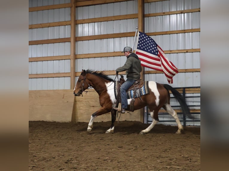 American Paint Horse Gelding 7 years 15 hh Tobiano-all-colors in Howell