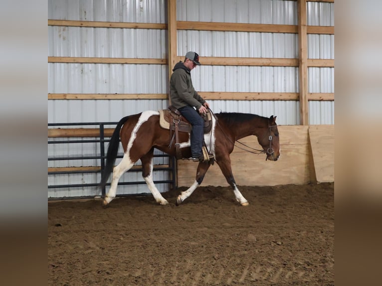 American Paint Horse Gelding 7 years 15 hh Tobiano-all-colors in Howell