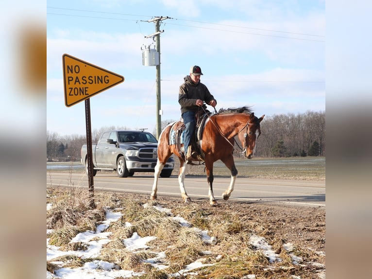 American Paint Horse Gelding 7 years 15 hh Tobiano-all-colors in Howell