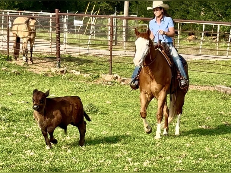American Paint Horse Gelding 7 years 15,1 hh Overo-all-colors in Weatherford, TX