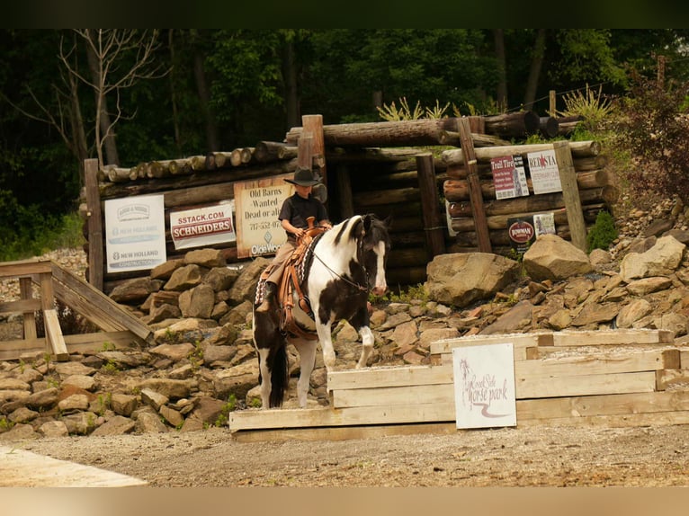 American Paint Horse Gelding 7 years 15,1 hh Pinto in Fresno