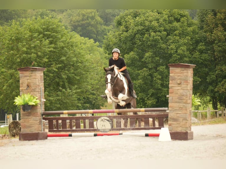 American Paint Horse Gelding 7 years 15,1 hh in Fresno, OH