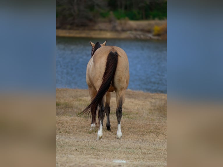 American Paint Horse Gelding 7 years 15,2 hh Buckskin in Forney