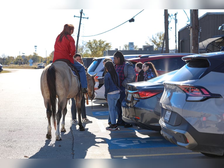American Paint Horse Gelding 7 years 15,2 hh Buckskin in Forney