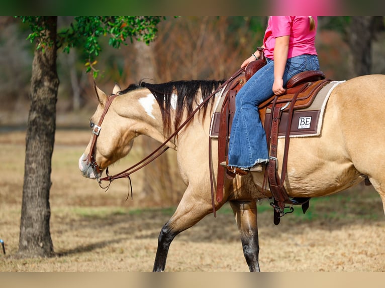 American Paint Horse Gelding 7 years 15,2 hh Buckskin in Forney