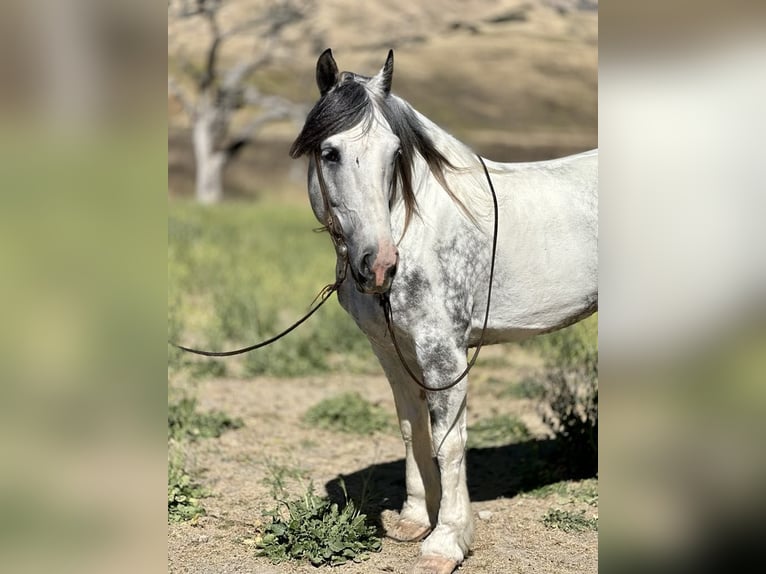 American Paint Horse Gelding 7 years 15,2 hh Grey in Paicines CA