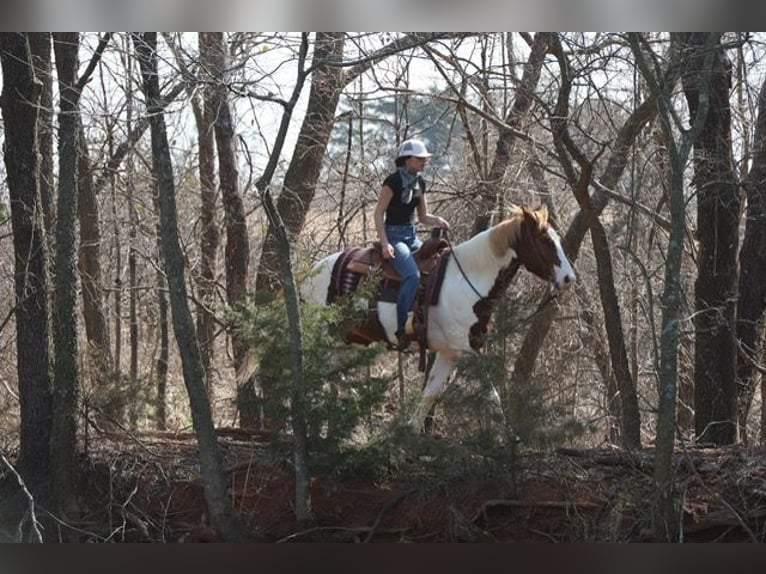 American Paint Horse Gelding 7 years 15,2 hh Pinto in Ripley