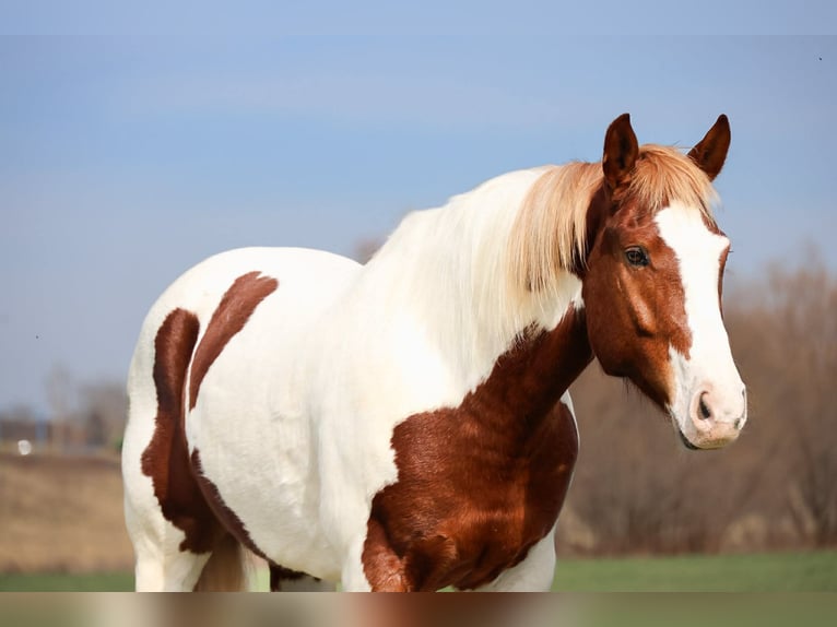 American Paint Horse Gelding 7 years 15,2 hh Pinto in Ripley
