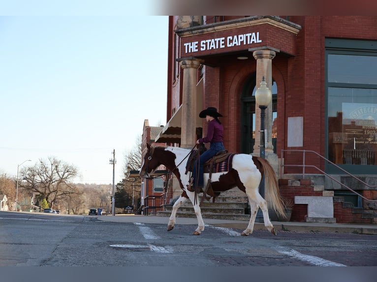 American Paint Horse Gelding 7 years 15,2 hh Pinto in Ripley