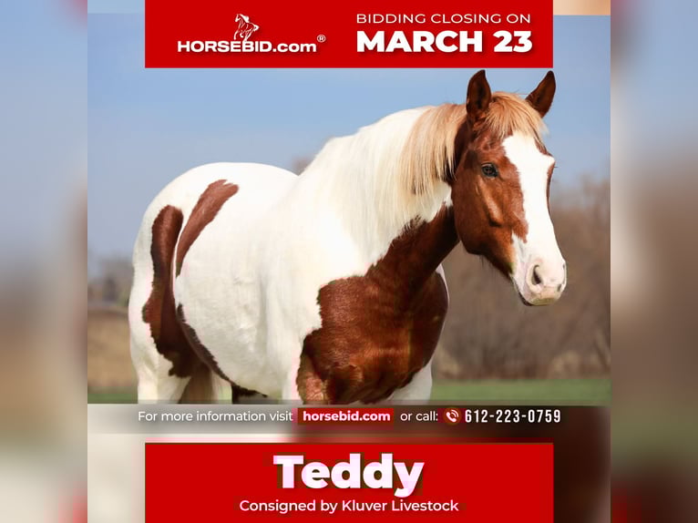 American Paint Horse Gelding 7 years 15,2 hh Pinto in Ripley