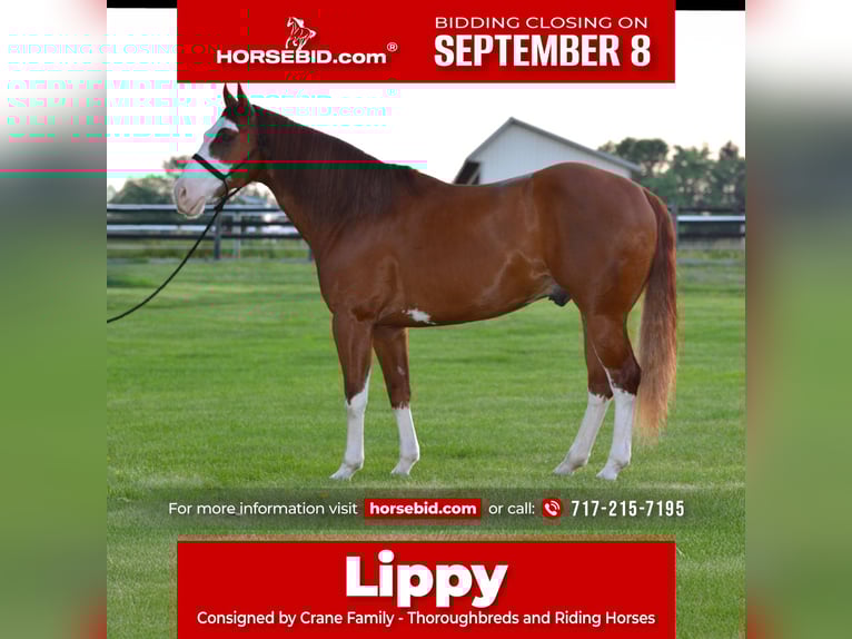 American Paint Horse Gelding 7 years 15,2 hh Sorrel in Lebanon