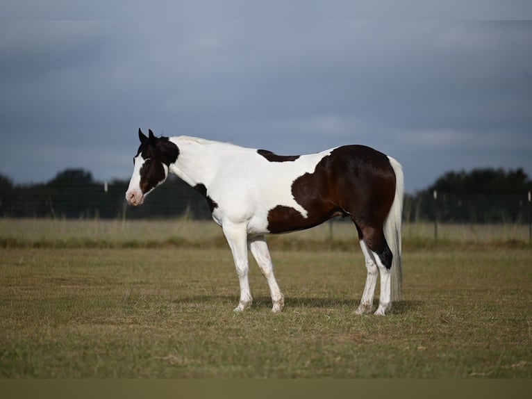 American Paint Horse Gelding 7 years 15,2 hh in Mount Vernon, TX