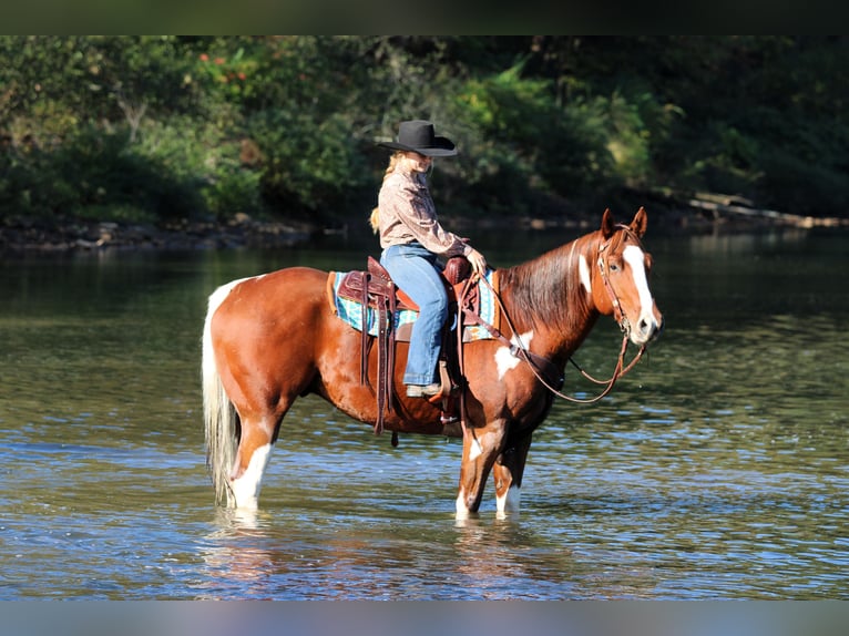 American Paint Horse Gelding 7 years 15,3 hh Pinto in Clarion