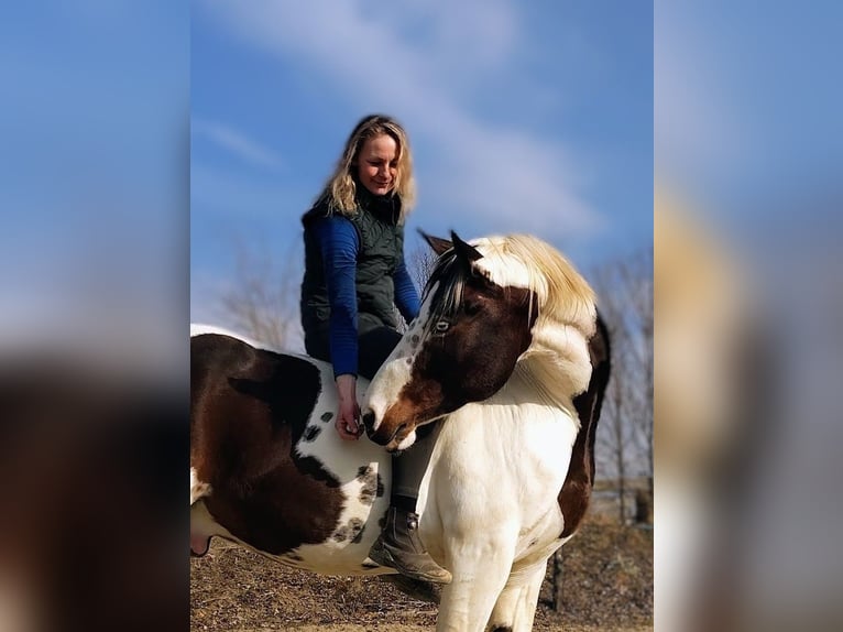 American Paint Horse Gelding 7 years 15,3 hh Tovero-all-colors in Strmilov