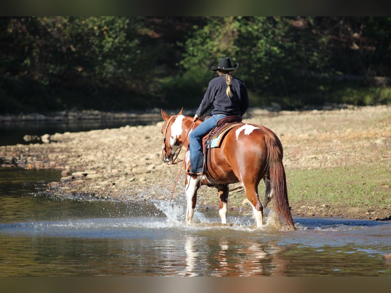 American Paint Horse Gelding 7 years 16,2 hh Pinto in Morriston