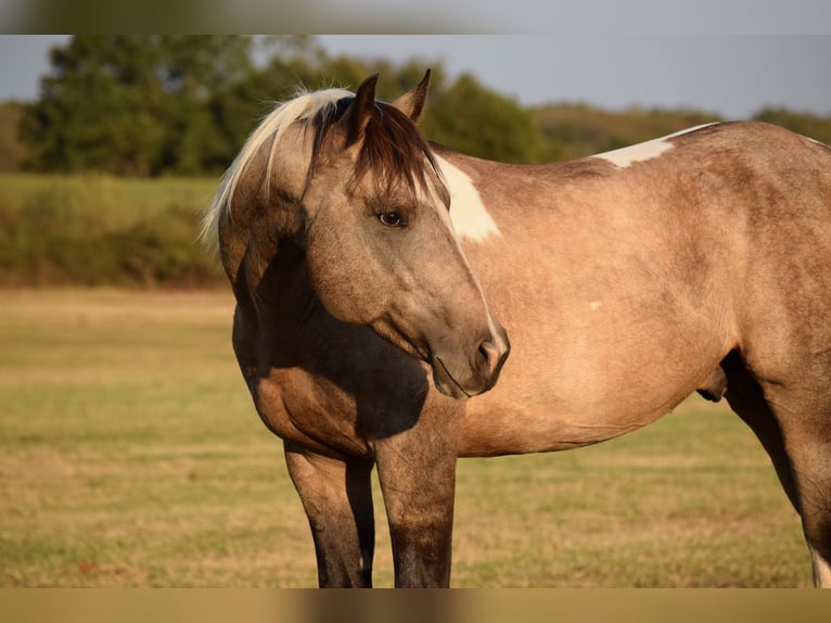 American Paint Horse Gelding 7 years Buckskin in Mccurtain