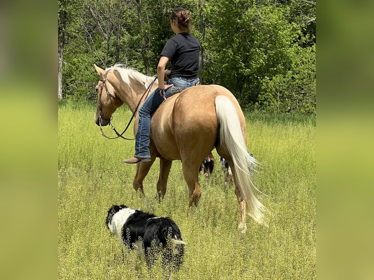 American Paint Horse Gelding 7 years Palomino in Oxford