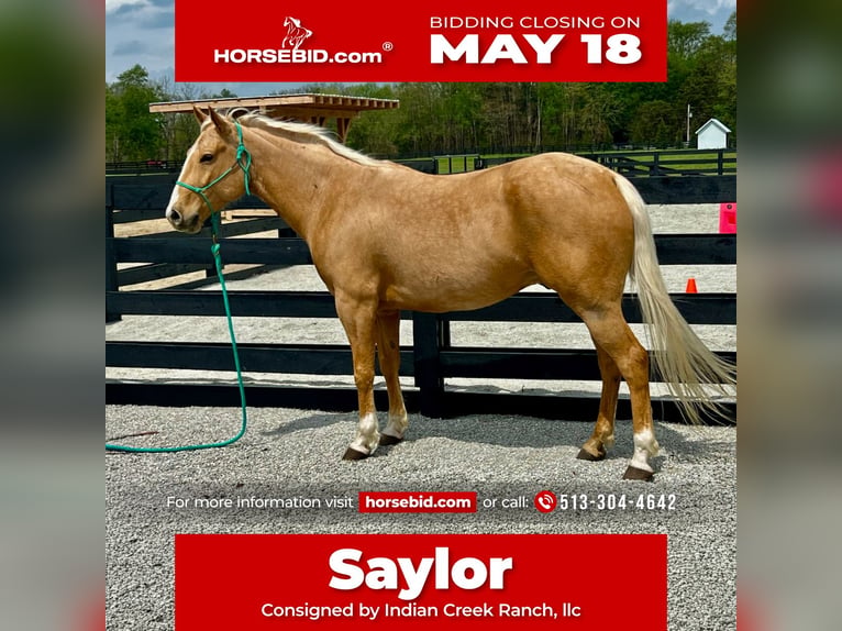 American Paint Horse Gelding 7 years Palomino in Oxford