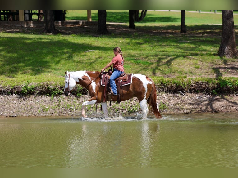 American Paint Horse Gelding 7 years Pinto in Forney