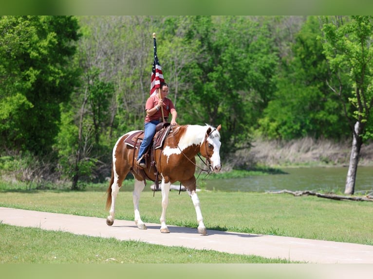 American Paint Horse Gelding 7 years Pinto in Forney
