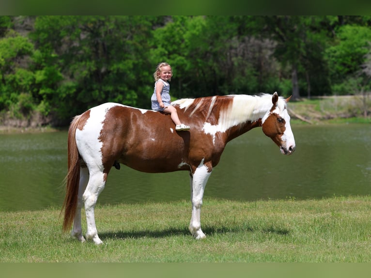 American Paint Horse Gelding 7 years Pinto in Forney